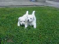 Śliczna sunia West Highland White Terrier