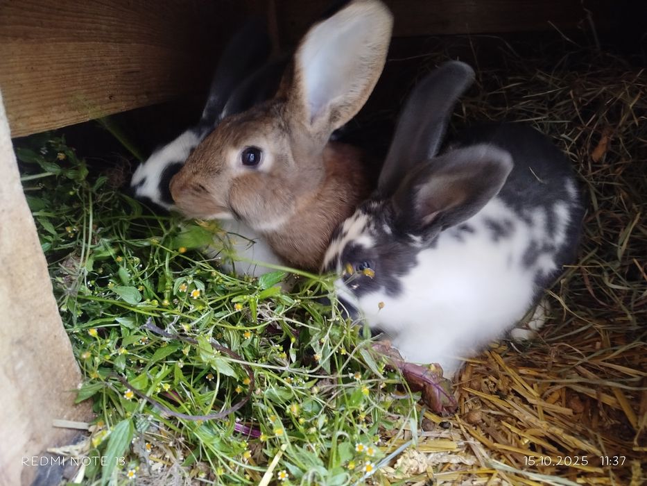 Sprzedam Króliki