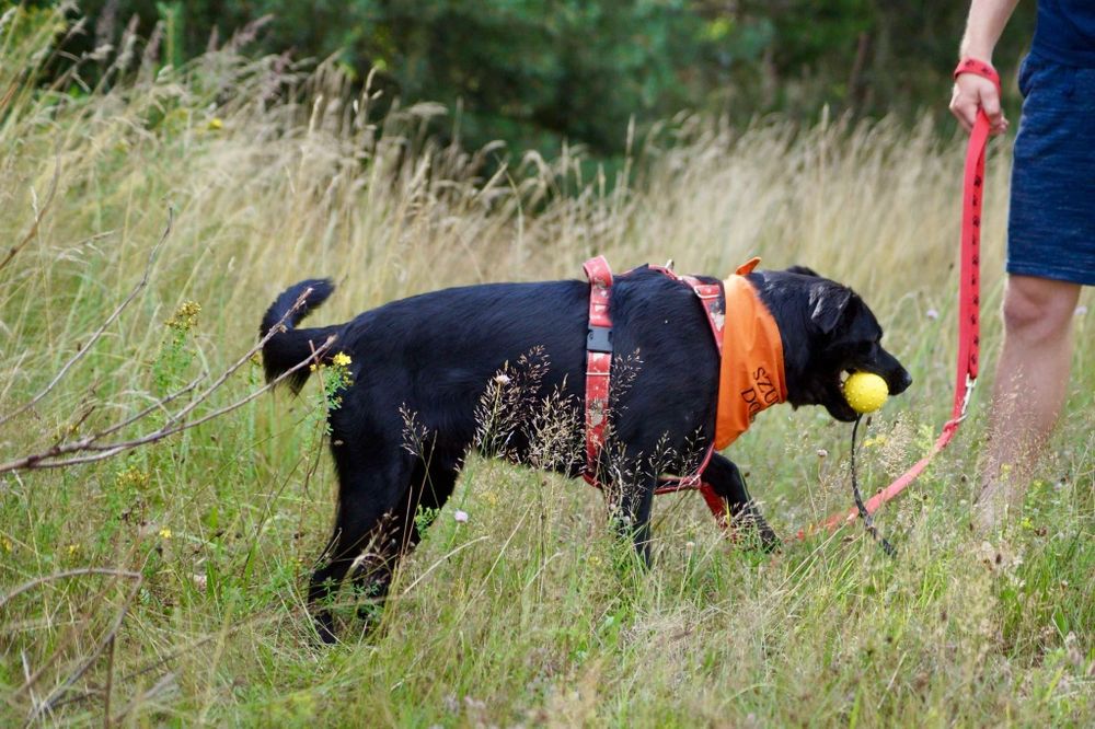 Gucio-łagodny i mądry pies szuka domu