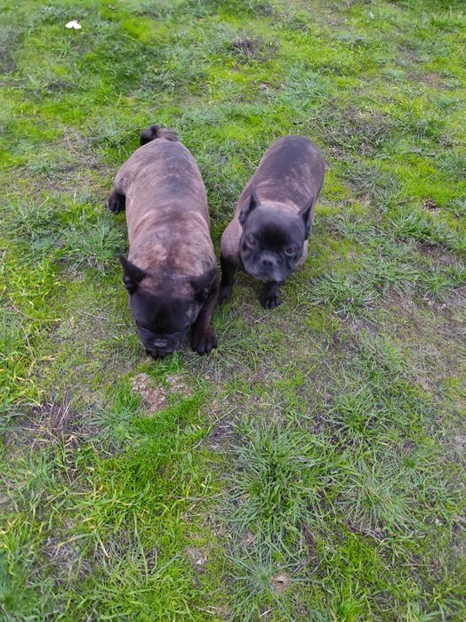 2 Bulldog Francês M , F .