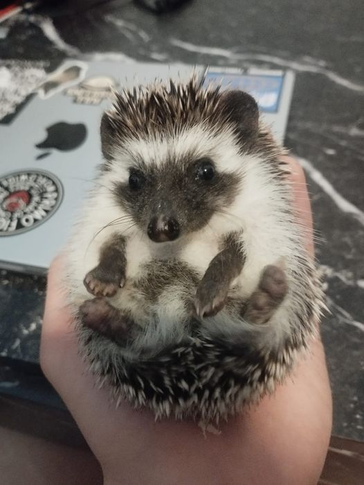 Jeże pigmejskie – 3 miesiące, domowa hodowla