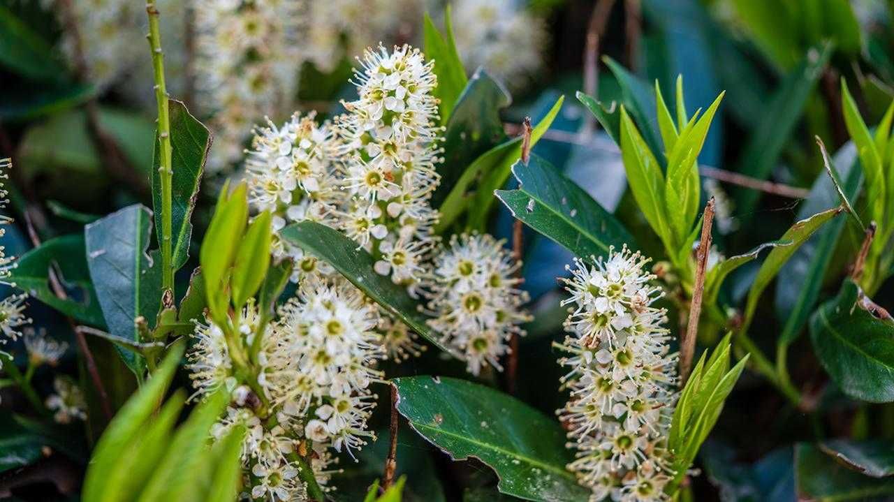 Laurowiśnia w pojemnikach i z gołym- korzeniem-Novita i Rotundifolia