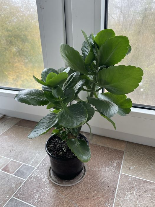 Каланхое великий куст