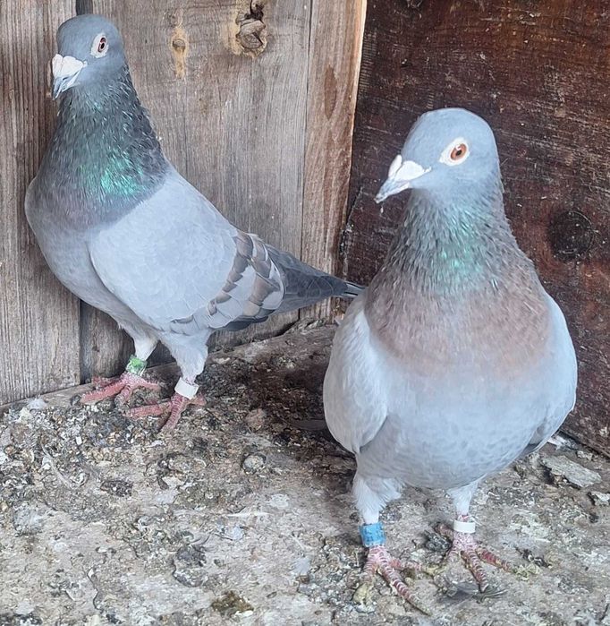 Gołębie pocztowe opalę 5sztuk