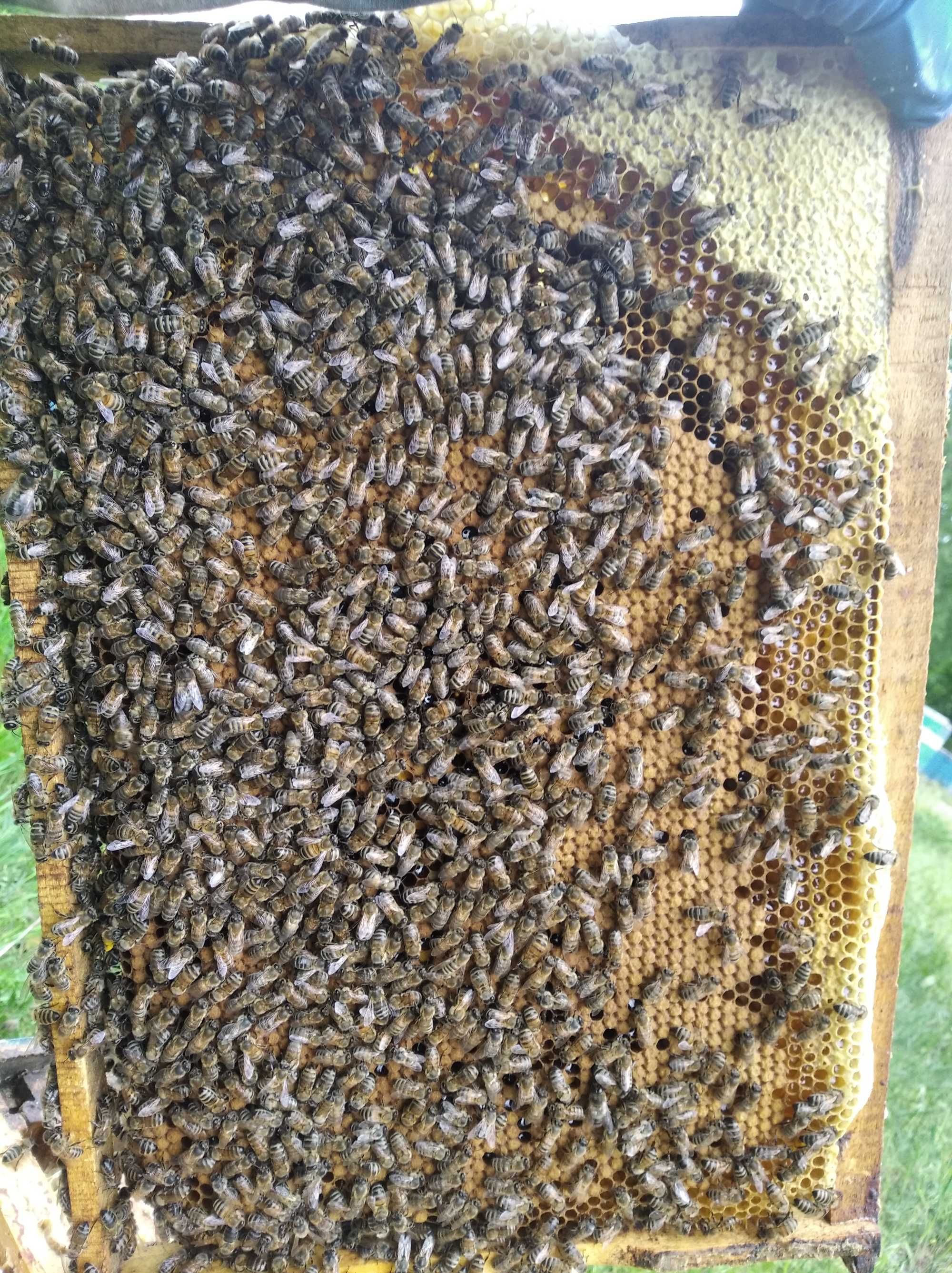 Бджолині матки та бджолопакети