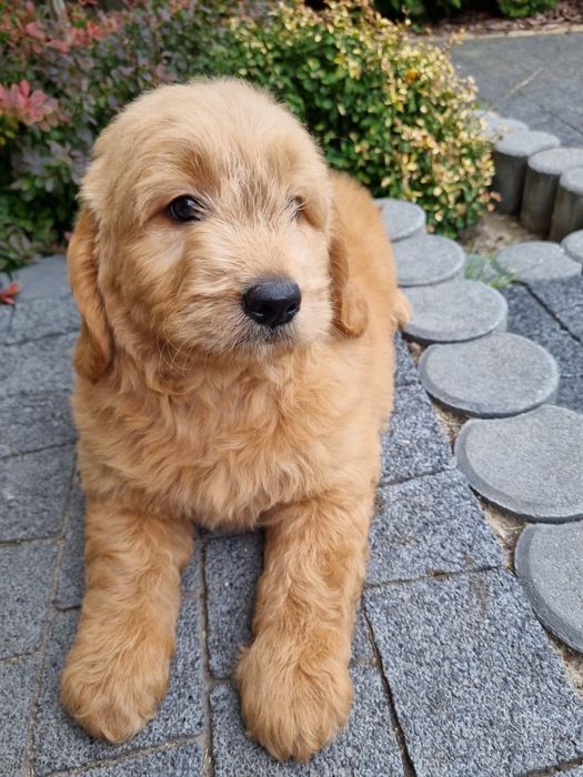 Golden & Pudel goldendoodle mini piesek
