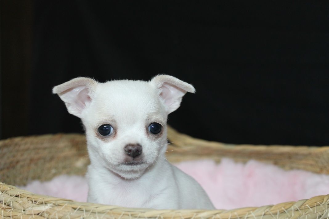 Chihuahua krótkowłosy biały chłopiec ZKwP FCI