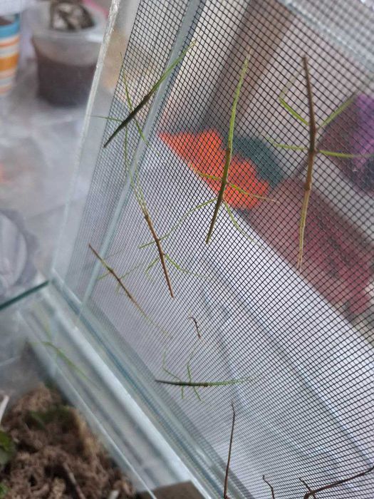 комахи - примарки (паличники) в добрі руки ПОДАРУЮ