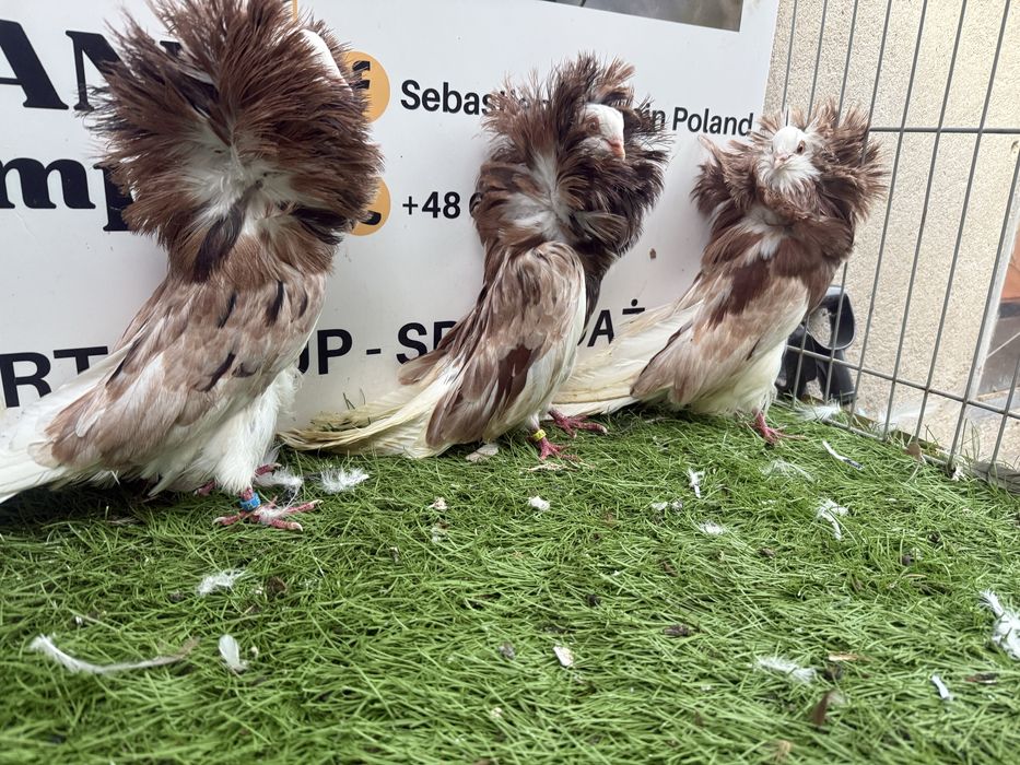 Gołębie. Perukarz. Perukarze. Możliwy transport