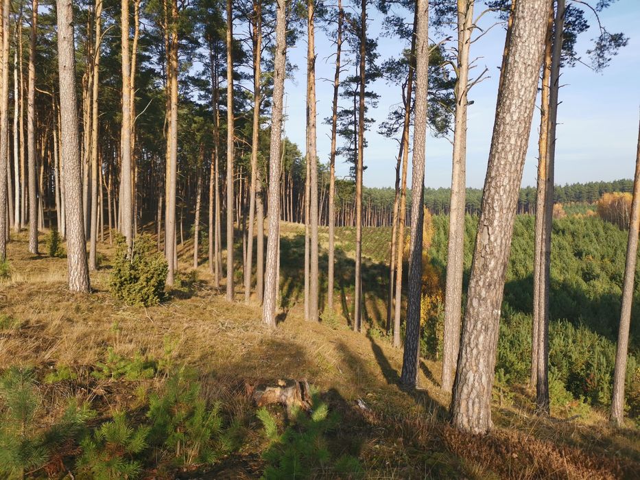 Suszone, pachnące podgrzybki z Puszczy Bydgoskiej