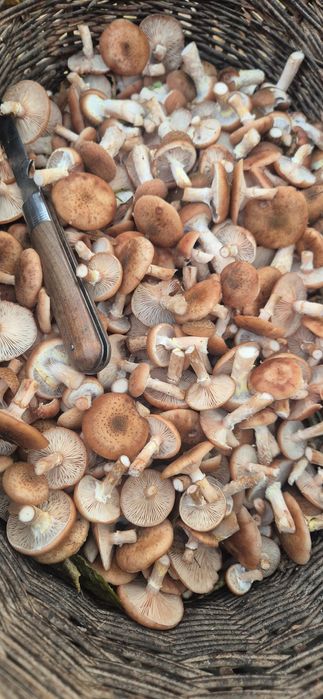 Świeże grzyby opieńki