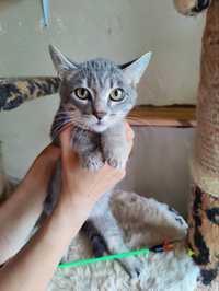 Котик Чарльз, врятоване дитинча зі Слов"янську, кіт 3 міс
