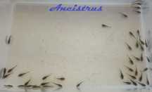 Ancistrus juvenis