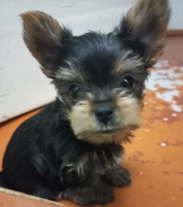 йорчик міні міні