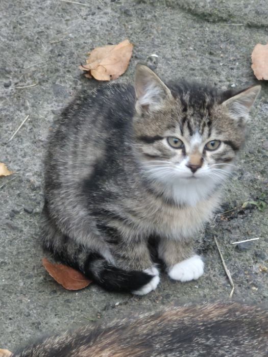 Кошеня-хлопчик до 3х міс.мріє про теплу доміавку, люблячу родину!