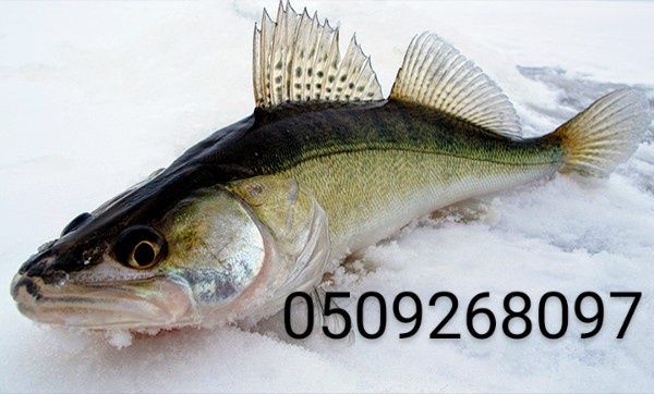 Судак, щука, білий амур...