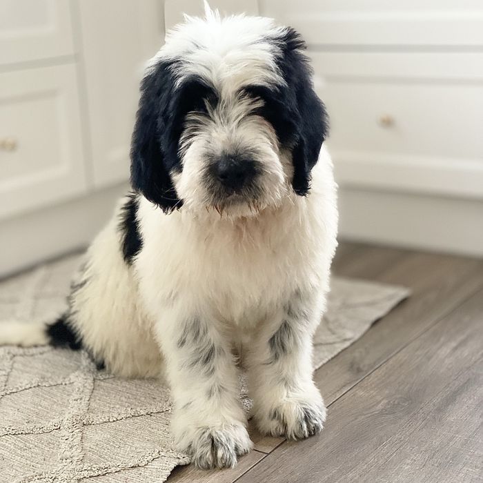 Szczeniak Owczarek Rumuński Mioritic. Hodowla FCI - Felix Pastor.