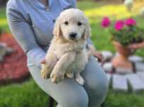 Golden retriever szczeniak