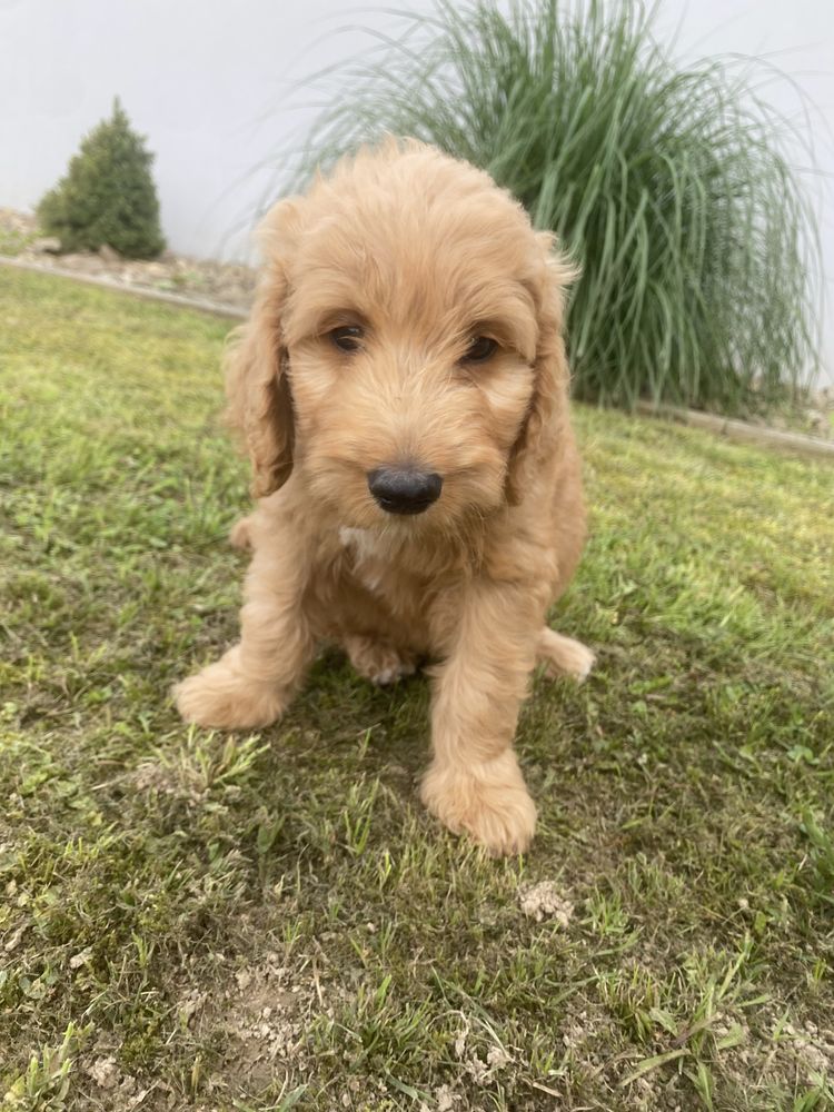 Labradoodle F3b chłopczyk