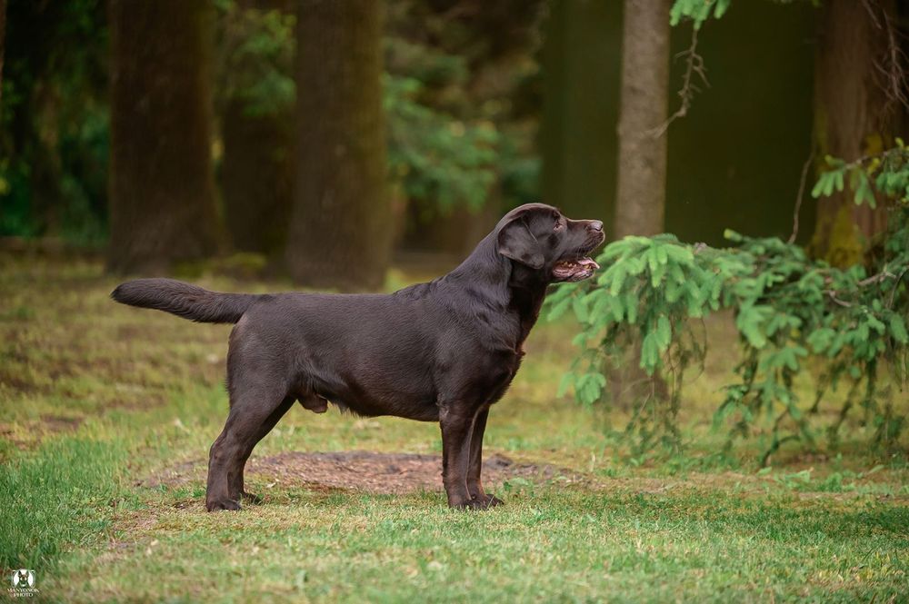Титулованный, крепкий, красивый шоколадный лабрадор!