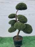 Doniczka z Bonsai z Jałowca pośredniego "Mint Julep" - 150 cm