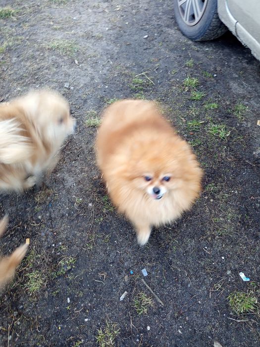 Szpic miniaturowy pomeranian