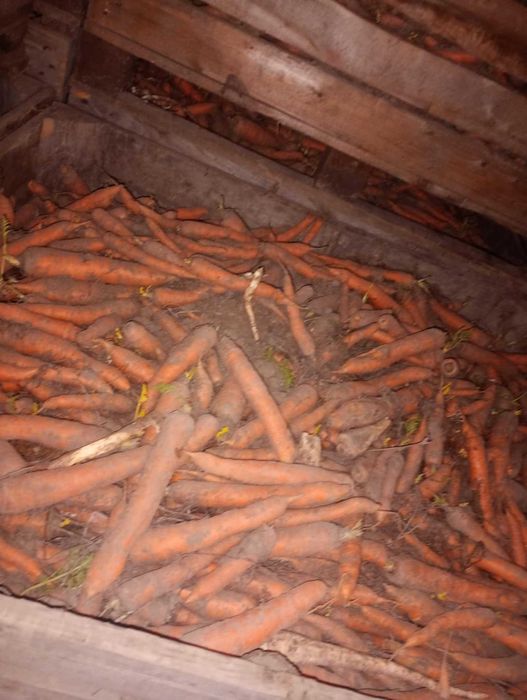 Marchew Jadalna !! 50 Ton