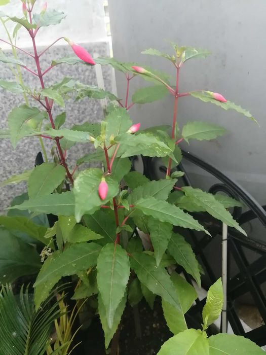 Planta natural fuchsia brinco de noiva