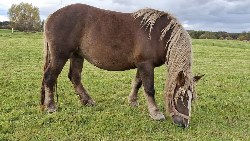 Koń, klacz, polski koń zimnokrwisty