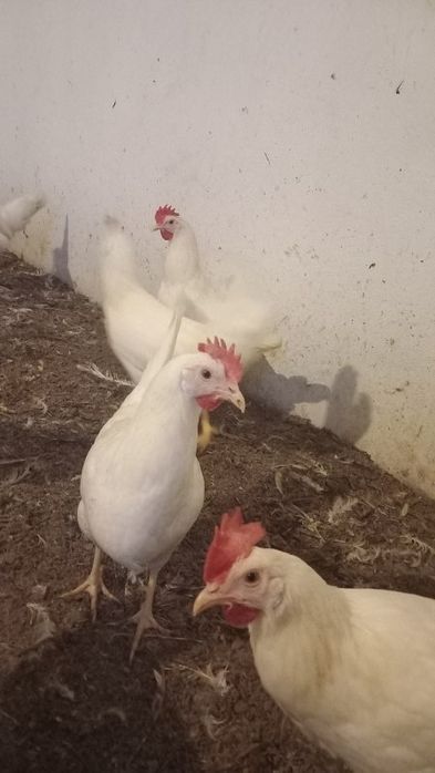 Kury Nioski Leghorn 24 tygodnie! Wysyłka od 10 sztuk.