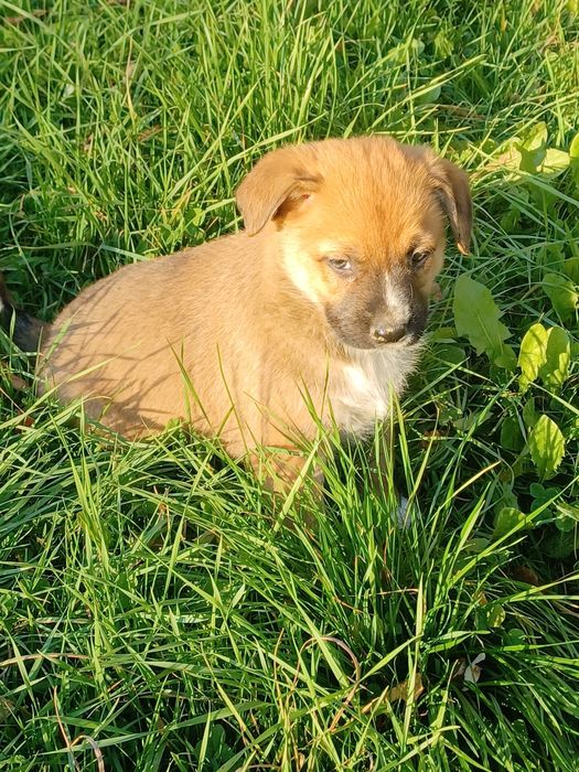 Pieski do adopcji