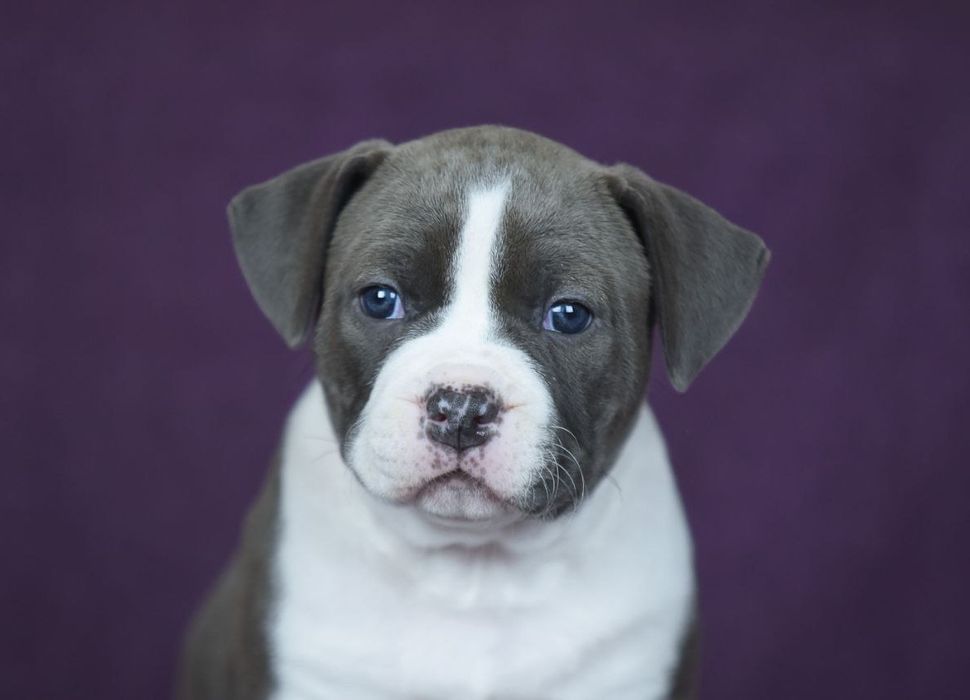 Нарядная голубая девочка стафф, стаффордширский терьер, амстафф с док