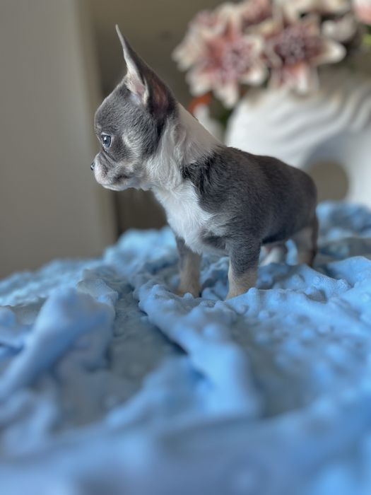 Chihuahua krótkowłosa