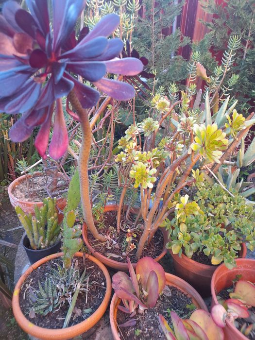 Plantas suculentas e cactos de variadas espécies