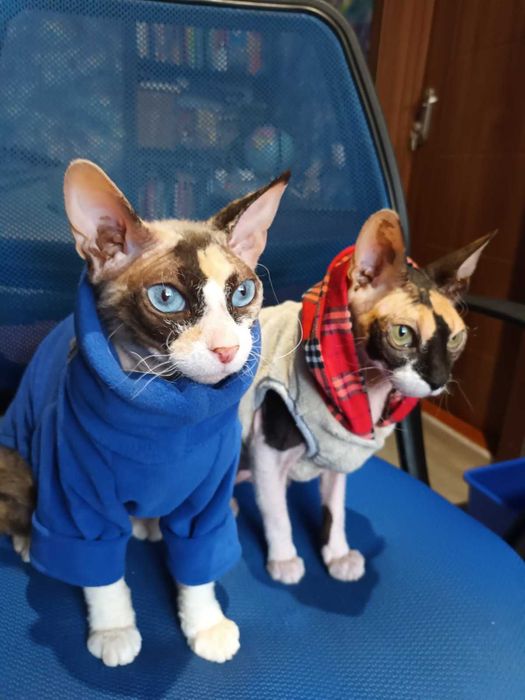 Лисі кошенята, донський сфінкс.