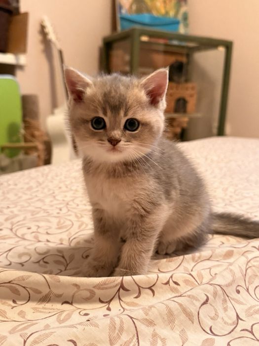 Шотландська золота шиншила кошенята