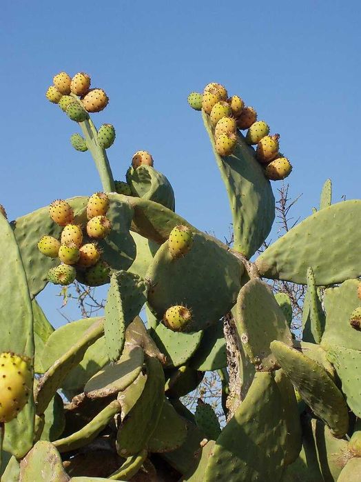 Opuncja figowa (kaktus owocowy) Gotowe sadzonki.