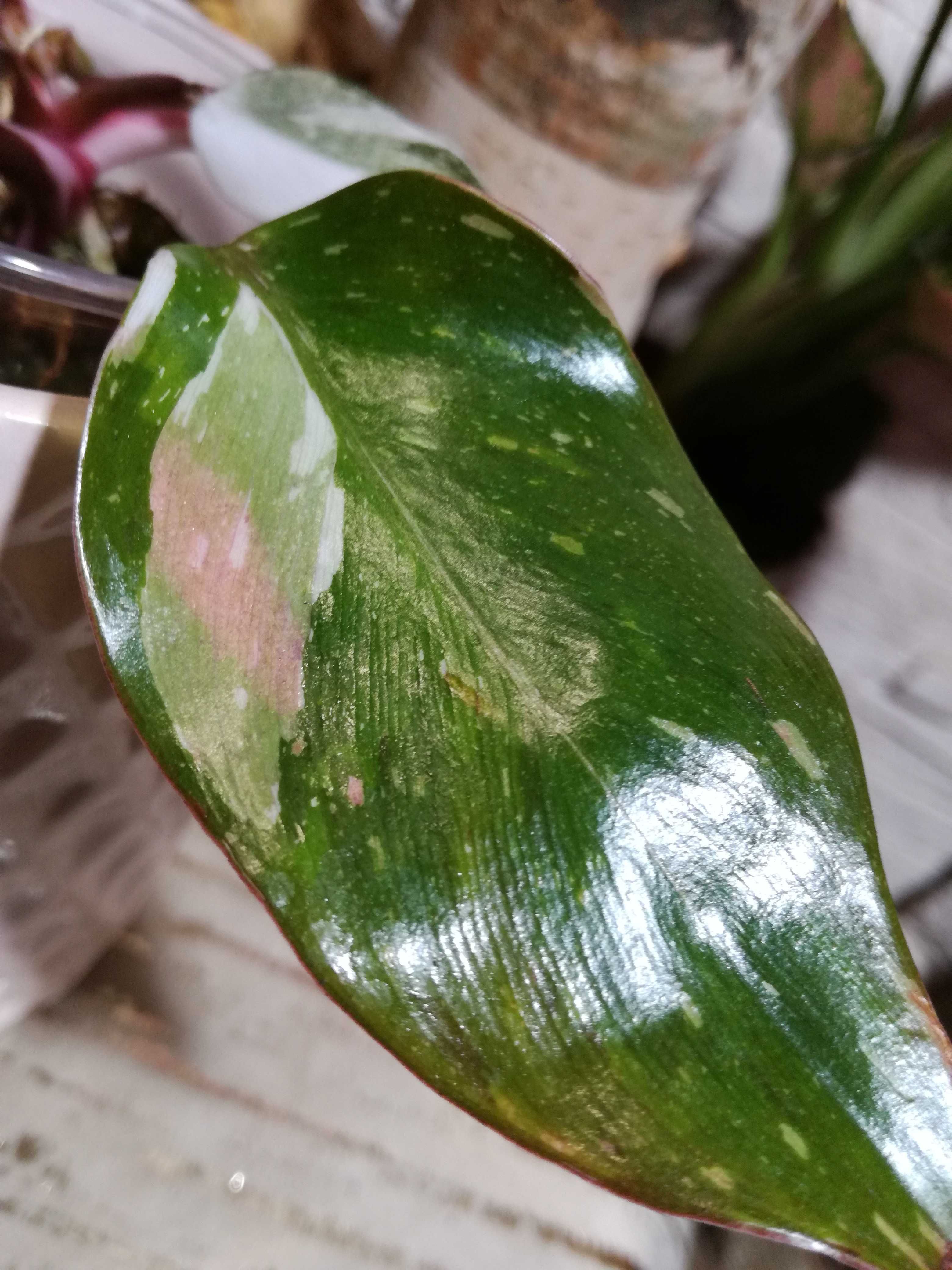 INTERNATIONAL Anderson's Red Philodendron filodendron nie monstera syn