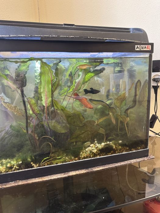 Акваріум з рибами