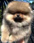 Piękny samiec Pomeranian szpic miniaturowy FCI zkwp