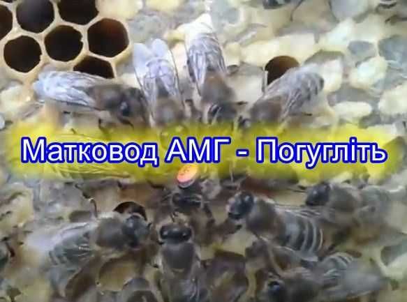 Плідні матки Карніка Ф1 продам Бджоломатки карника плодные пчеломатки