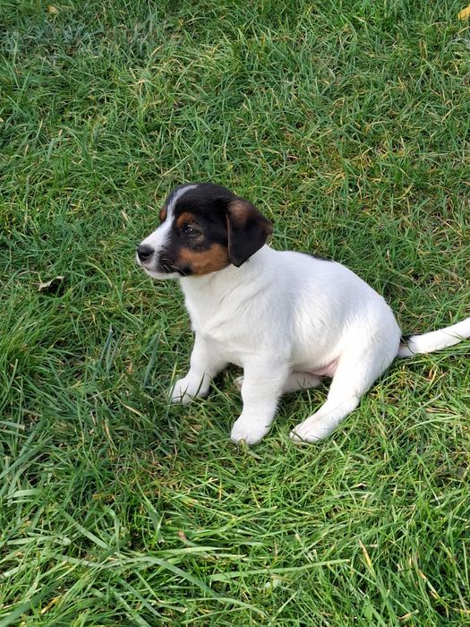Jack Russell Terrier - Sunia
