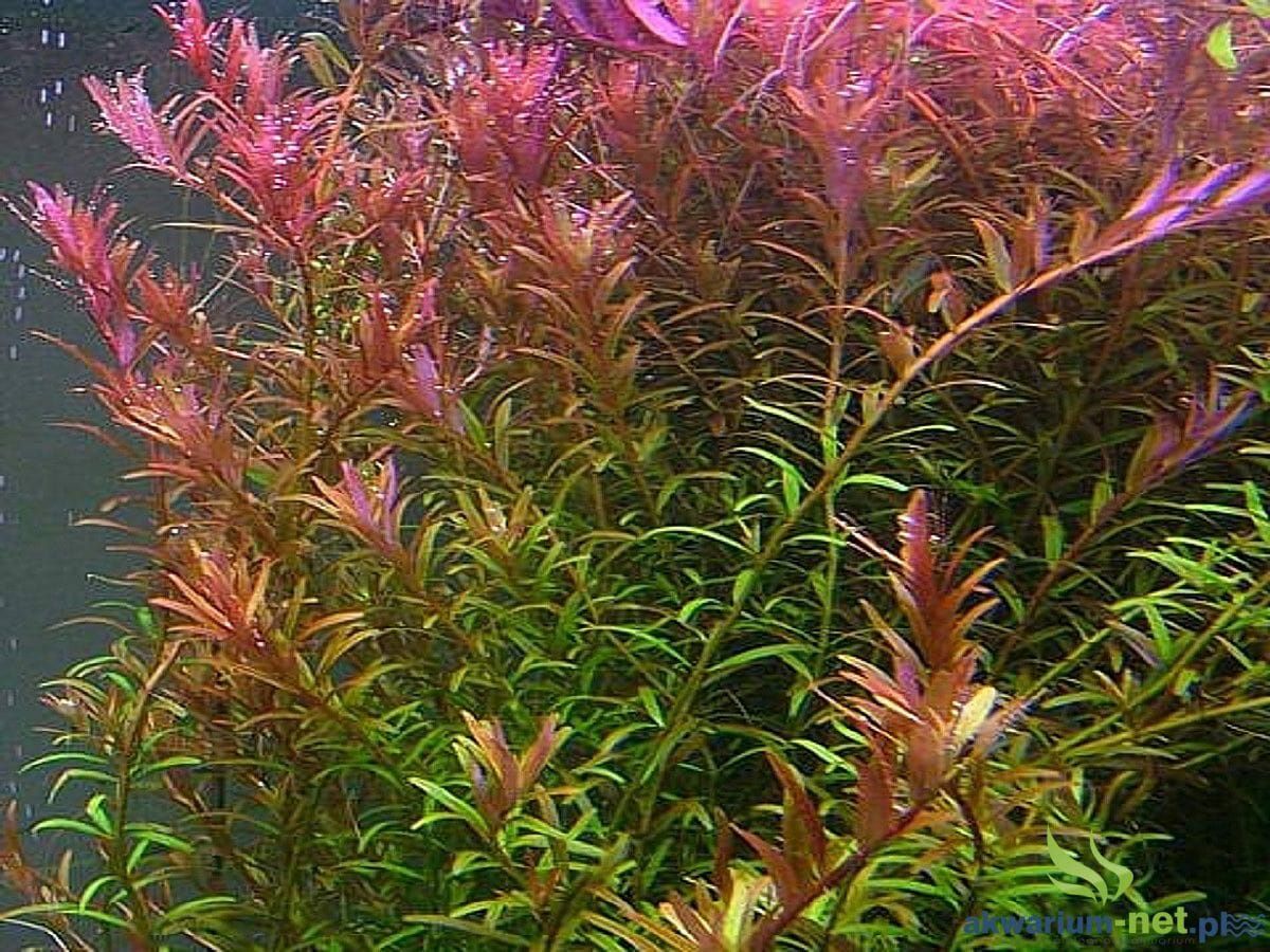 Rotala rotundifolia gratisy