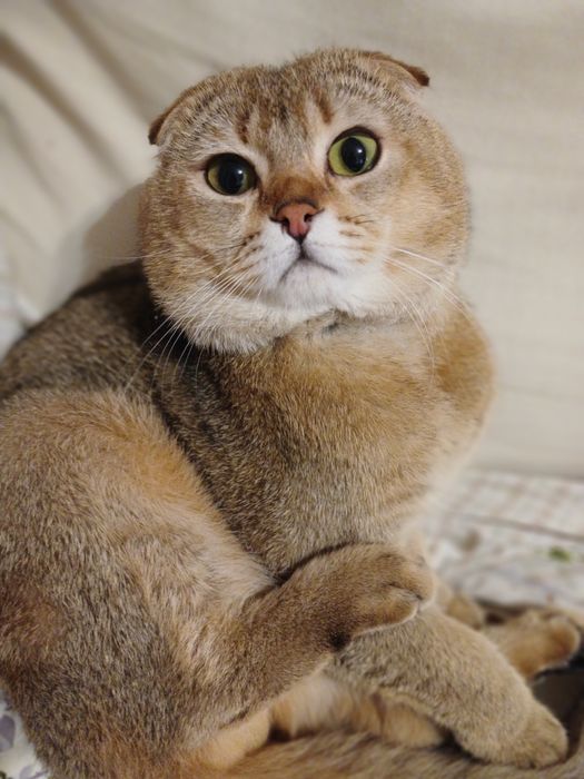 В'язка красеня кота