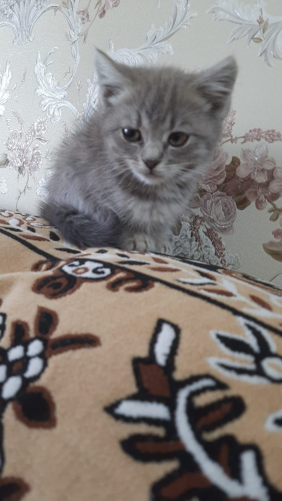 Віддам котиняток