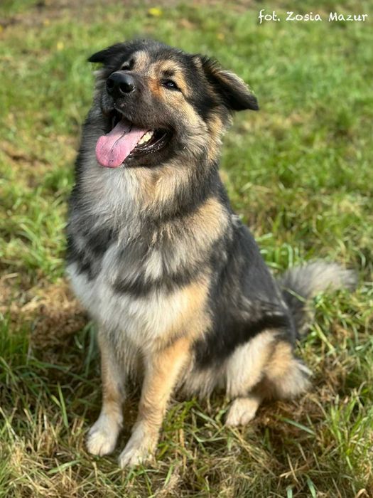 Wulkan energii i wielki Miś - Puszek Okruszek szuka domu - 0325/25