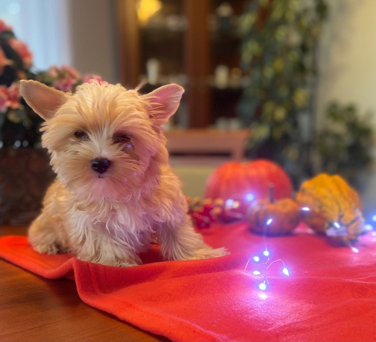 York golddust- szczenię