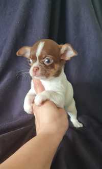 Estupenda Fêmea Chocolatinha Chihuahua / Chiuaua mini.LinhagemRussa.Qu