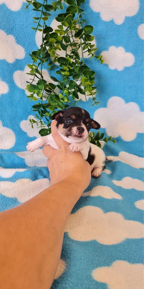 Bonequinho Chihuahua/Chiuaua. LinhagemRussa