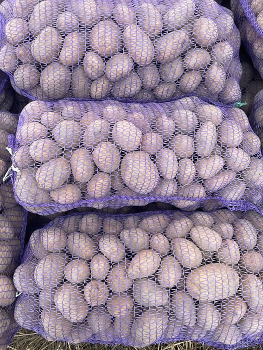 Продам картоплю сорт Мелоді